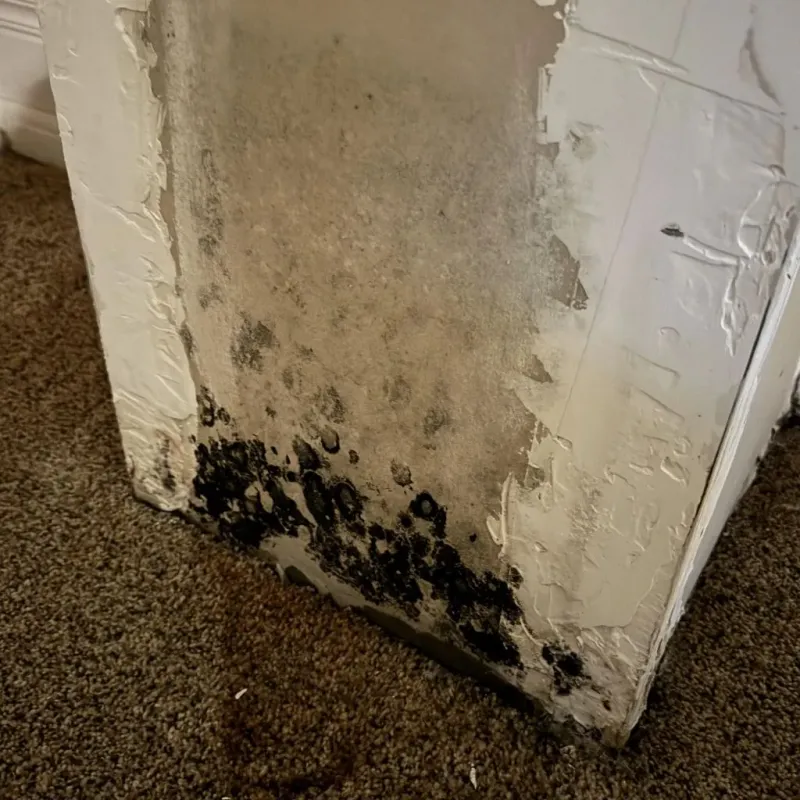 Professional Mold Removal in Arvada, CO